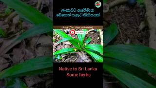 ලංකාවට ආවේණික බෙහෙත් පැළෑටි කිහිපයක්😯🤗Native to Sri Lanka Some herbs #shortvideo #wildsrilanka