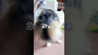 ご飯できるまでいい子に待つ#ボーダーコリー #愛犬 #犬のいる暮らし