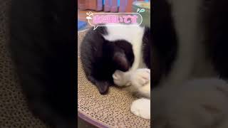 眠りたりない子猫の二度寝