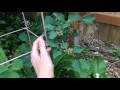 yellow dock rumex crispus weed or useful plant