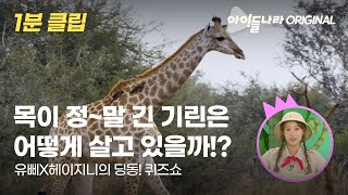 [ORIGINAL 1분 클립] 목이 정~말 긴 기린은 어떻게 살고 있을까!?