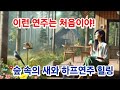 이런 하모니는 처음이야! : 숲 속의 새와 하프의 섬세한 힐링