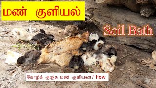 கோழிகளின் மண் குளியல் முறையில் உள்ள பயன்கள் | Benefits of Chicken soil bath