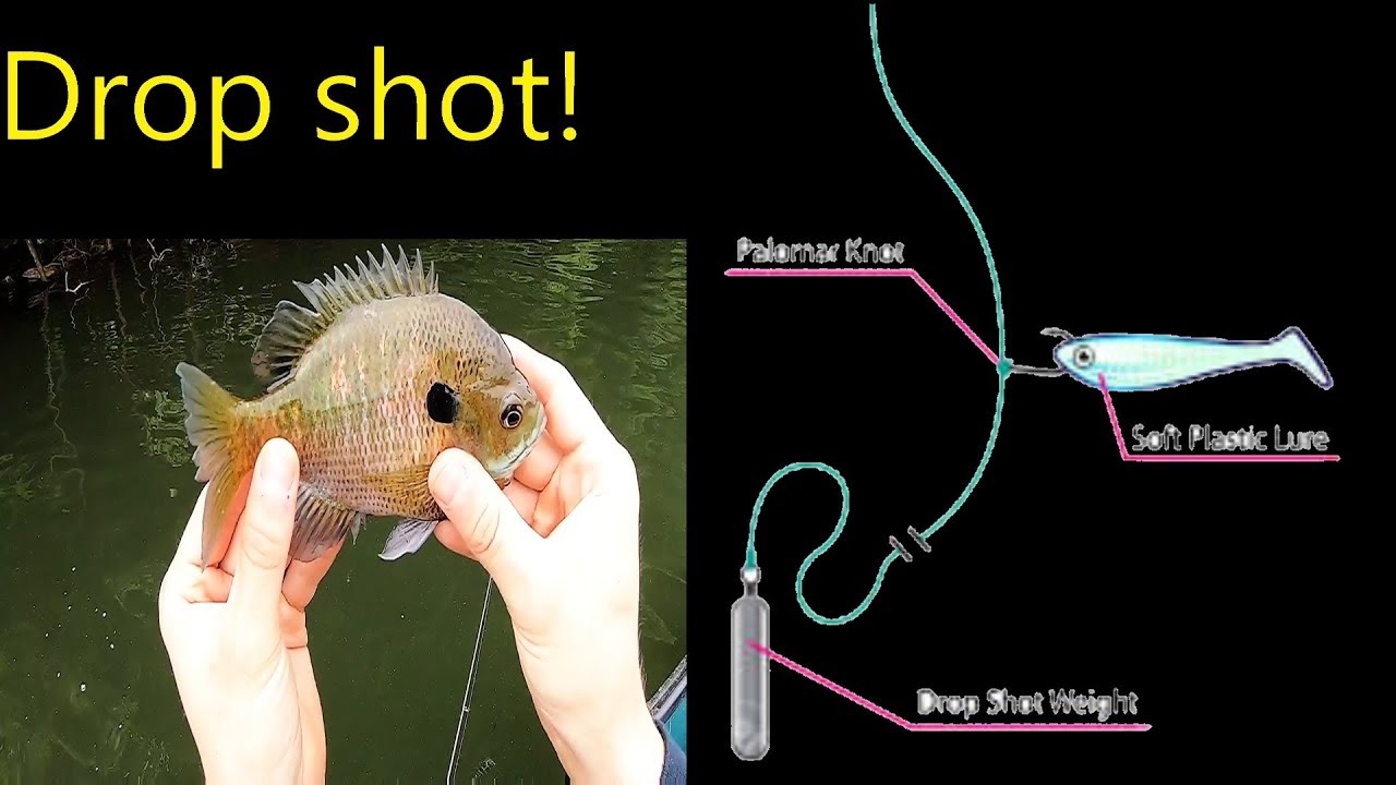 Catching Bluegill On Drop Shot Rig Using Artificial Bait - YouTube