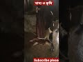 ১০০০০০ টাকার গরু।।100000 cow money. shorts vairalshort cowfarm