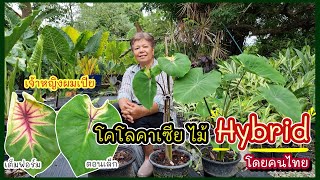 สวนมารี | โคโลคาเซียไม้Hybrid ที่สวน ความแตกต่างตอนยังเล็ก