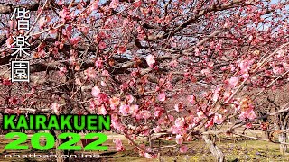 Kairakuen Graden Mito Ibaraki 2022 - 偕楽園水戸茨城 #4k#偕楽園 #茨城| Explore Japan