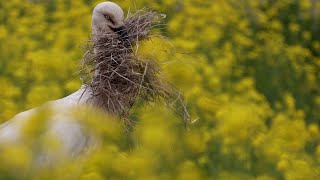 堤防に巣材集めにやってきたコウノトリ