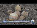 Beach erosion destroys sea turtle eggs