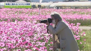 秋風に揺れる可憐な花 コスモス満開【テレビトクシマ】