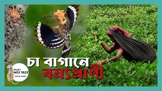 চা বাগানে বন্যপ্রাণী || Wildlife in Tea Garden