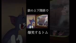 猿の上下関係で爆笑するトム#shorts #meme