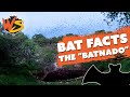 Incredible Insights Into The Worlds Largest Bat Cave!