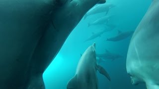 利島・鵜渡根島で野生のイルカとドルフィンスイム、GoPro HERO3マスクマウント映像