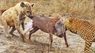 Leopard and Hyena Break Warthog Apart While Still Alive