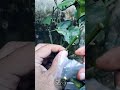 easy and fast way to graft citrus fruit plants viralvideo trending fyp grafting shorts