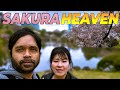 A Day in Cherry Blossom Heaven | Sakura Paradise | Tokyo 🇯🇵