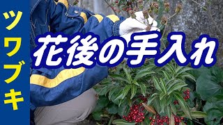 ツワブキの花後の手入れ（12月）