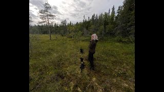 Pystykorva eka kertaa irti tälle syksyä elokuu20päivä, pieni iltalenkki porukalla