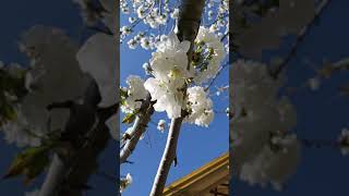 Cherry  flowers bloom in a sunny day