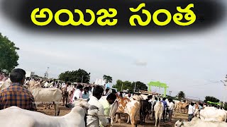 ఐజ గురువారం ఎద్దుల సంత-అయిజ సంత | bulls market | cattle market in Ieeja | village culture show