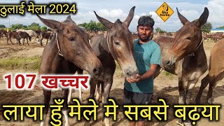 मोहन जी लाये मेले मे 107 खच्चर पीठ ओर बुग्गी के (ठुलाई मेला हातरस )2024