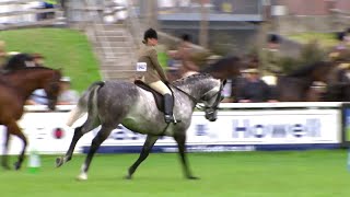 Pencampwriaeth ceffylau hela tan gyfrwy | Hunters ridden championship