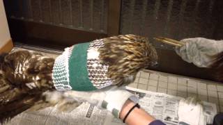 鳶の食事　保護して１１日目