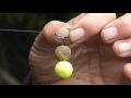 mainlinebaitstv derek the don richies buffet rig