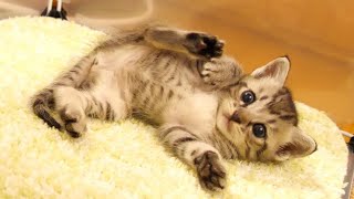 お腹いっぱいで起き上がれなくなった子猫【赤ちゃん猫　保護猫】