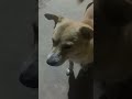 Dog Makes Funny Face For Treats