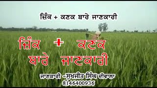 Zinc Wheat -ਜ਼ਿੰਕ + ਕਣਕ ਬਾਰੇ ਜਾਣਕਾਰੀ-ਸੁਖਜੀਤ ਸਿੰਘ ਦੀਵਾਲਾ