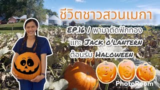 ชีวิตชาวสวนเมกา EP.16 | พาไปตัดฟักทอง ,แกะฟักทองต้อนรับ Haloween ชิมกันว่ารสชาติเป็นยังไง