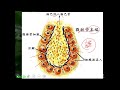 11002選修生物三ch2 1 22淋巴循環系統 二溫