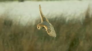 Barn owls at Walmsley Sanctuary, Cornwall 22/02/2025.