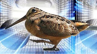 💥THIS BIRD DANCES! Crazy Rock and Roll Woodcock😄