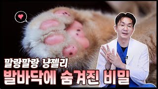 고양이 발바닥의 비밀