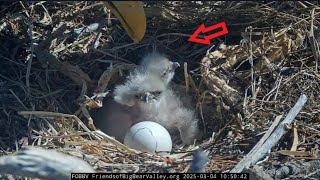 Eagles Jackie & Shadow Hatchling Watch - Eaglets First Feeding @FOBBVCAM