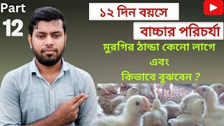 ১২ দিনের মুরগির বাচ্চা ব্রুডিং | 12 days | মুরগির ঠান্ডা রোগের লক্ষন