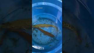 രണ്ടും ഒന്നിനൊന്നും മെച്ചം 🥰🥰🥰| arapaima and alligator gar | monster fish | fresh water monsters