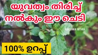 യുവത്വം നിലനിർത്താൻ ഈ ചെടി ഒന്ന് try ചെയ്തു നോക്കു / Health Benifits of Thazhuthama leafs