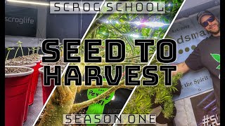 Seed to Harvest SCROG Edition