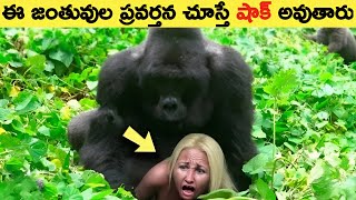 ఈ జంతువుల ప్రవర్తన చూస్తే షాక్ అవుతారు!Most intelligent animals on earth! most clever animals