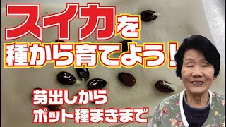 スイカを種から大きく育てよう！【スイカ】【シャリっ娘】【甘い大玉】【育て方】【栽培方法】