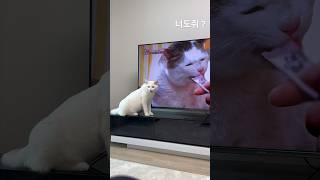 나도 간식달라옹😽