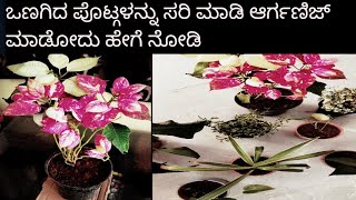 ಹೀಗೆ ಮಾಡಿದರೆ ಚೆನ್ನಾಗಿ ಗಿಡದ ಬೆಳವಣಿಗೆ ಆಗತ್ತೆ / Hige madidare tumba chennagi growth agatte try madi