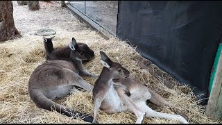 Farm- Pinjarra , Western Australia