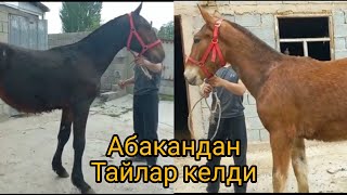 Абакандан тайлар келди сатылат тел:+996 778 438 804 Дареги Бишкек степной