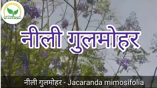 नीली गुलमोहर || Jacaranda mimosifolia || @KhetiBadiTV