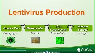 Lentivirus production - packaging, titer-measuring and stabilizing